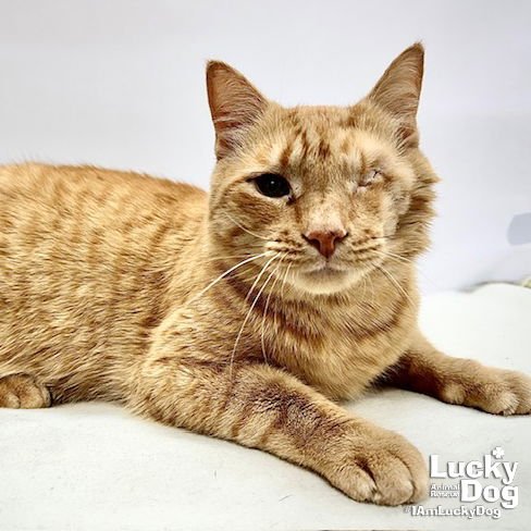 QUASAR - Domestic Short Hair available for adoption