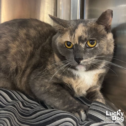 BUFFY - Domestic Short Hair / Tortoiseshell available for adoption