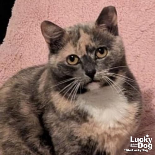 BUFFY - Domestic Short Hair / Tortoiseshell available for adoption