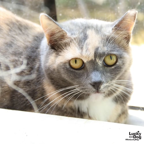BUFFY - Domestic Short Hair / Tortoiseshell available for adoption