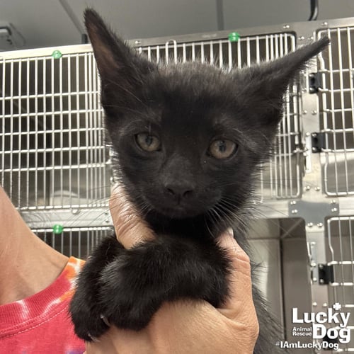 COAL - Domestic Short Hair available for adoption