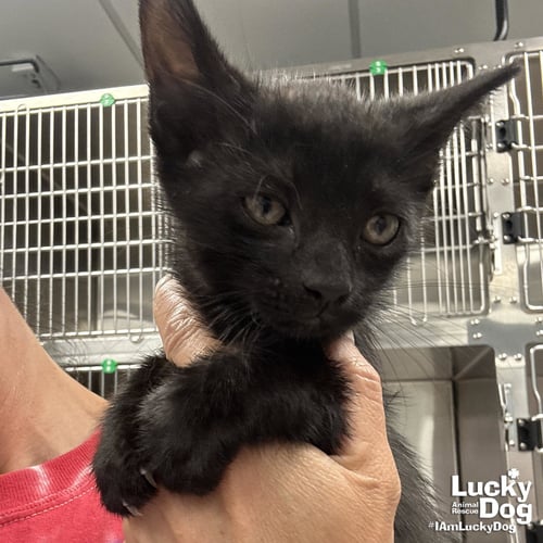 COAL - Domestic Short Hair available for adoption
