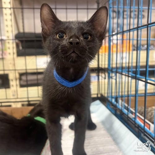 COAL - Domestic Short Hair available for adoption