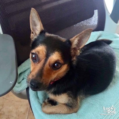 CHARQUITO - Chihuahua available for adoption