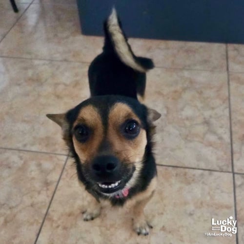 CHARQUITO - Chihuahua available for adoption