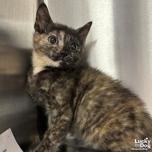 KIA - Domestic Short Hair available for adoption
