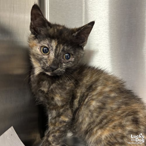 KIA - Domestic Short Hair available for adoption