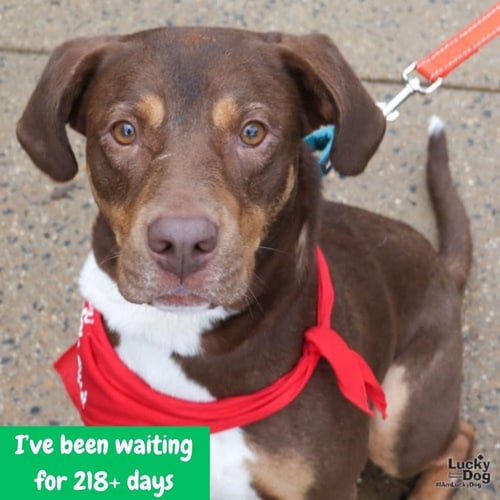 JACK - Labrador Retriever / Shepherd available for adoption