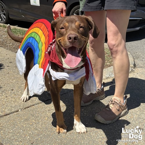 JACK - Labrador Retriever / Shepherd available for adoption