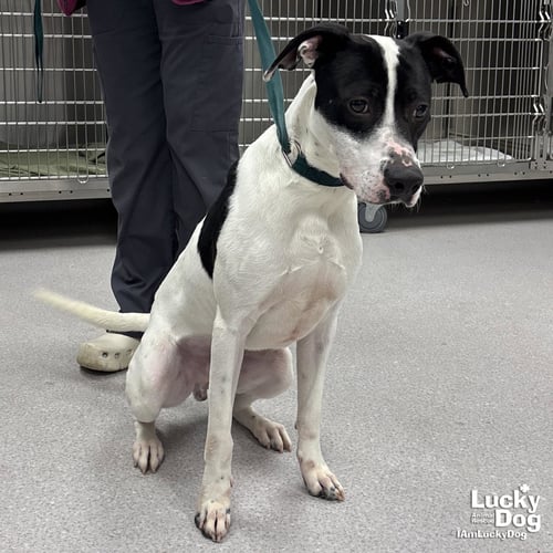STORMY - Pointer / Labrador Retriever available for adoption