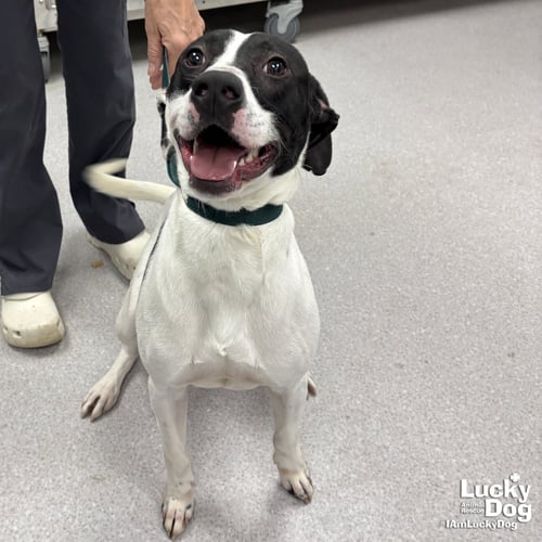 STORMY - Pointer / Labrador Retriever available for adoption