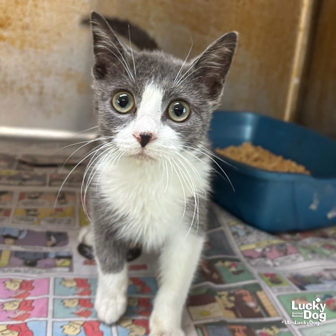 MARTY - Domestic Short Hair available for adoption