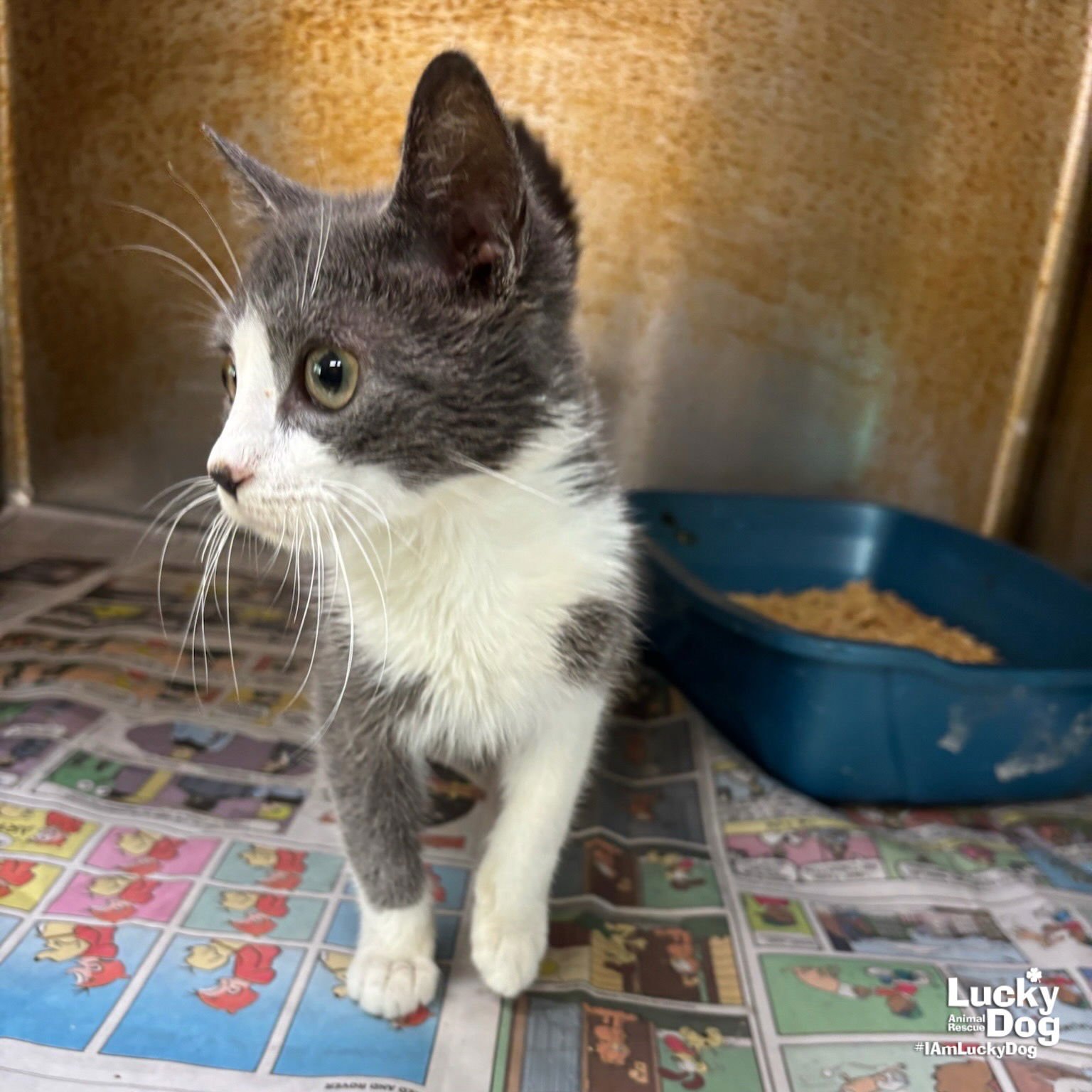 MARTY - Domestic Short Hair available for adoption
