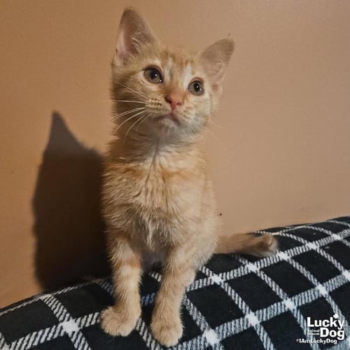 SCOTT - Domestic Short Hair available for adoption