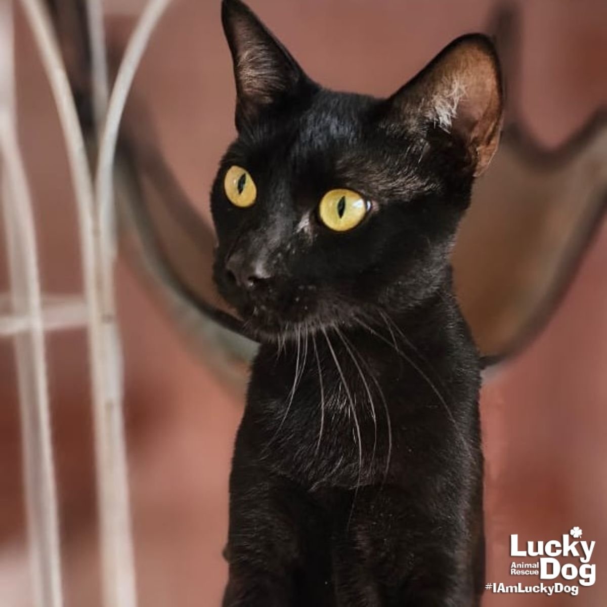 LUIGY - Domestic Short Hair available for adoption