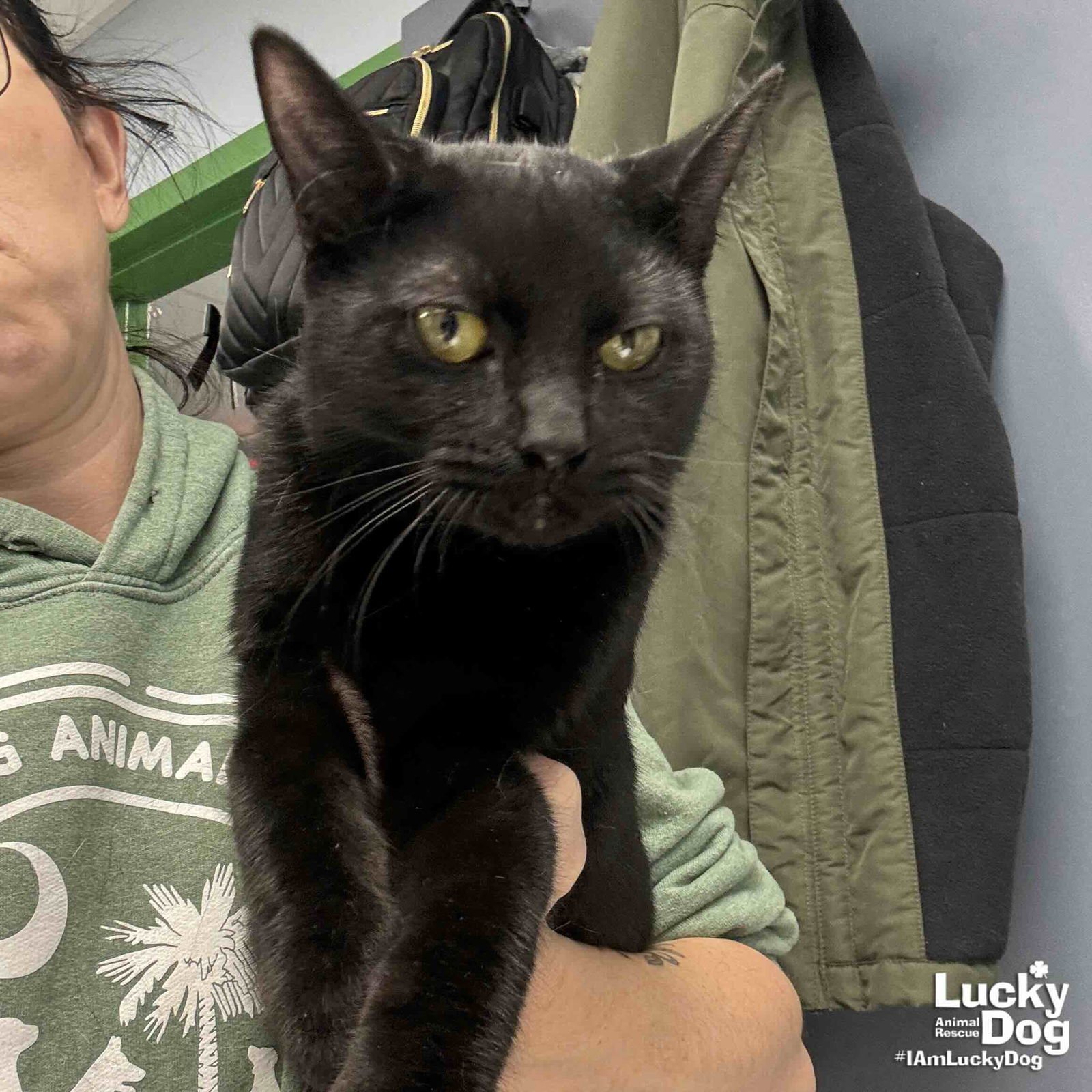 WEST - Domestic Short Hair available for adoption