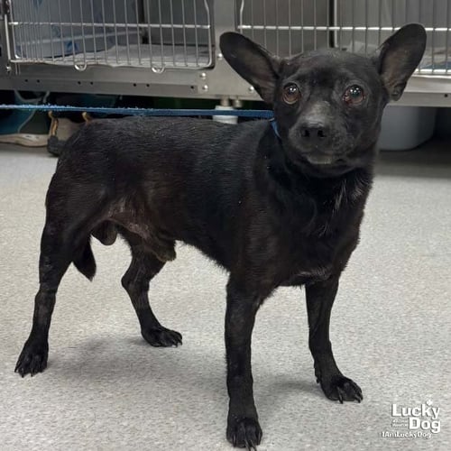 SAUCE - Chihuahua available for adoption