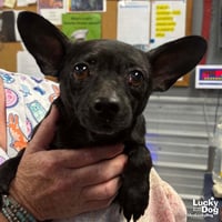 Sauce - Photo 2