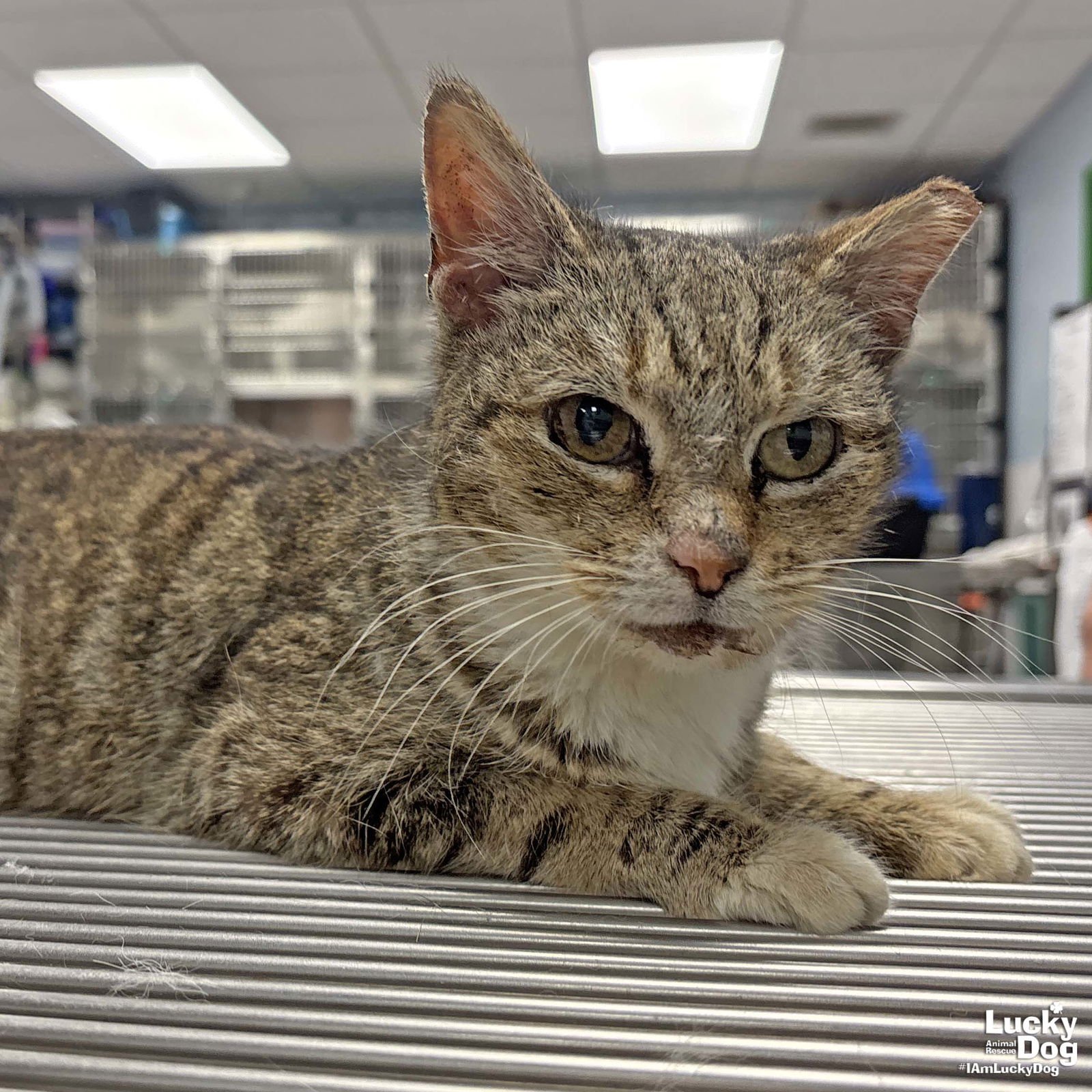 ROSEMARIE - Domestic Short Hair available for adoption