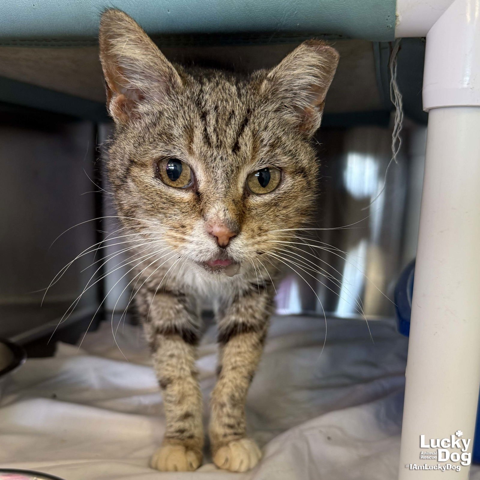 ROSEMARIE - Domestic Short Hair available for adoption