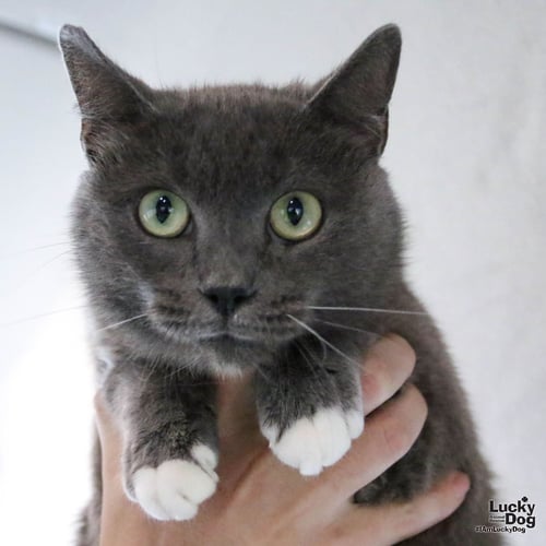 EDEA - Domestic Short Hair available for adoption