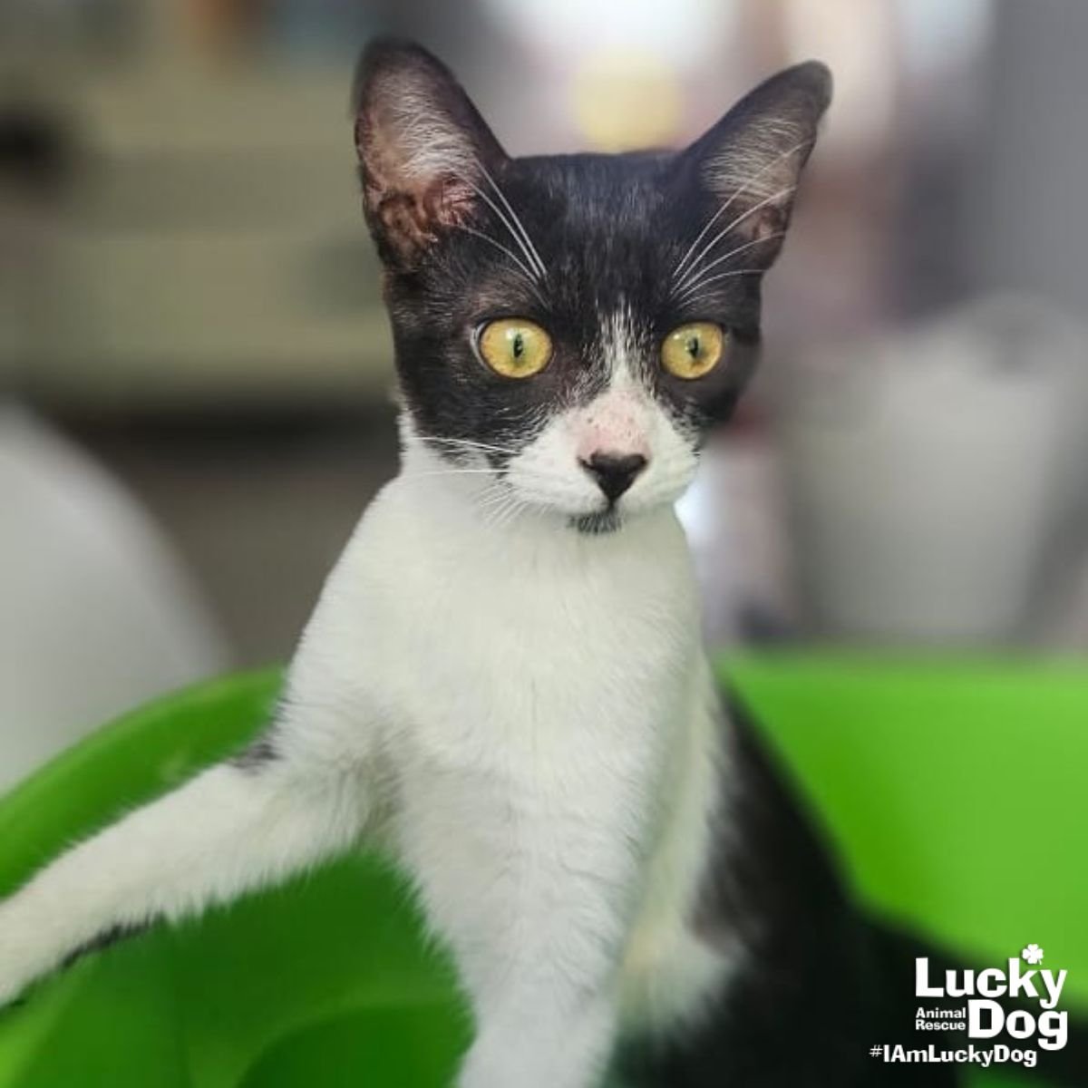 FUNGY - Domestic Short Hair available for adoption