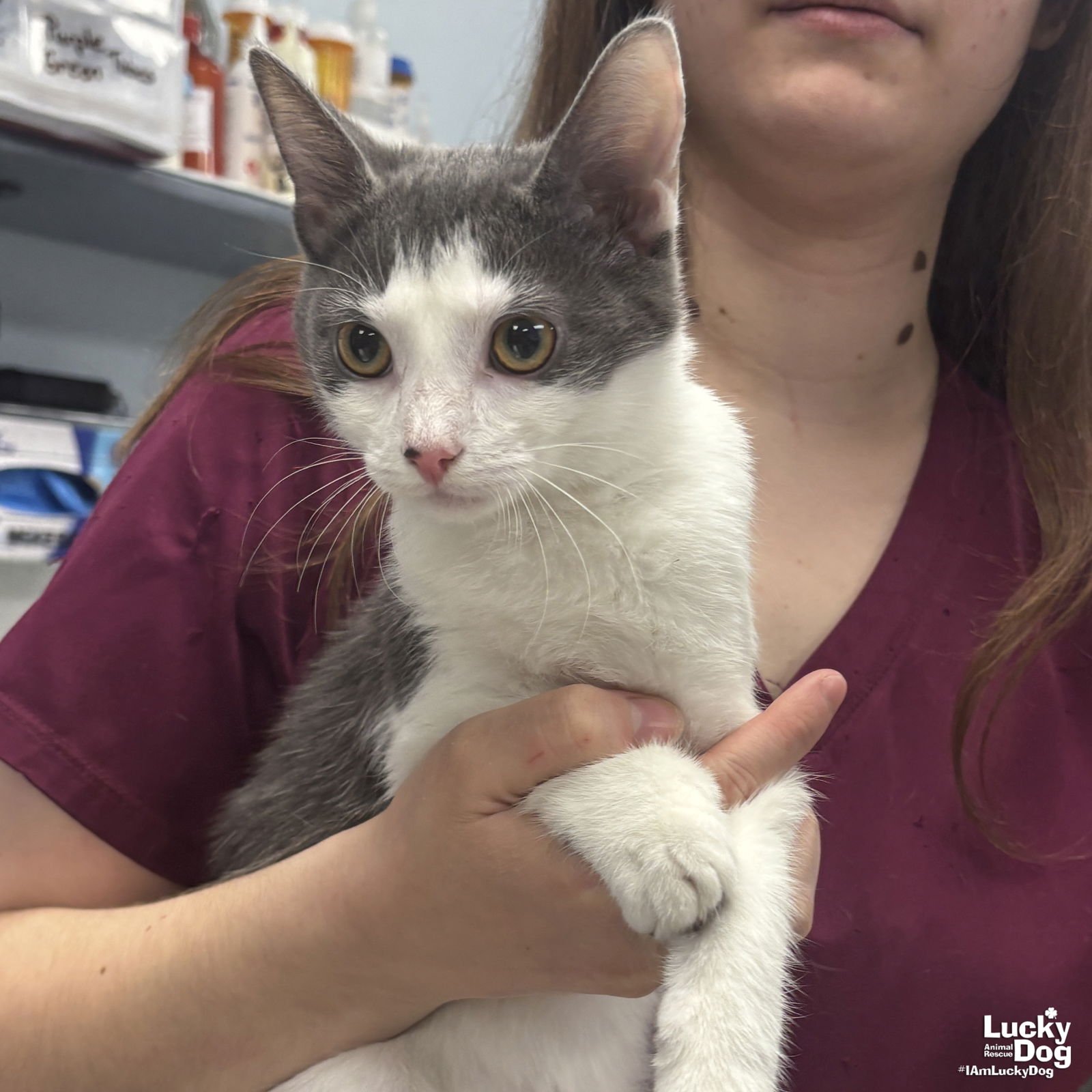 SWEET FAUNA - Domestic Short Hair available for adoption