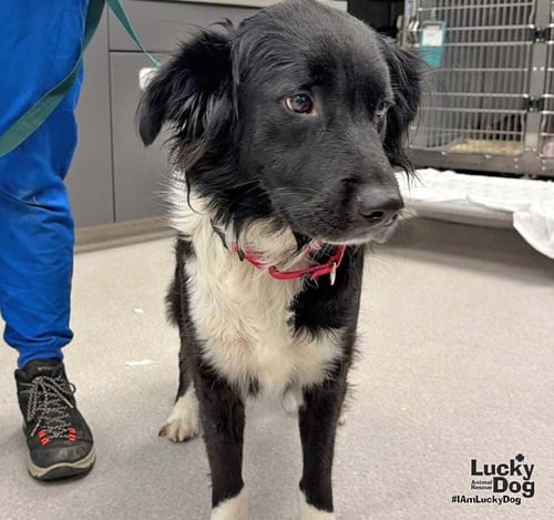 MILLIE - Collie / Retriever available for adoption
