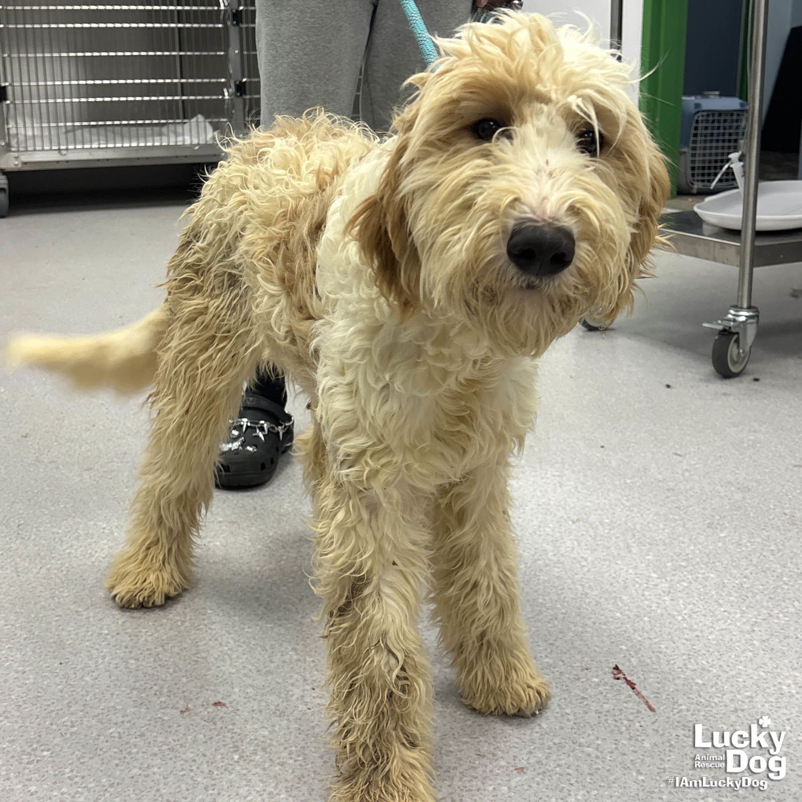 CLOUD - Golden Retriever / Poodle (unknown type) available for adoption
