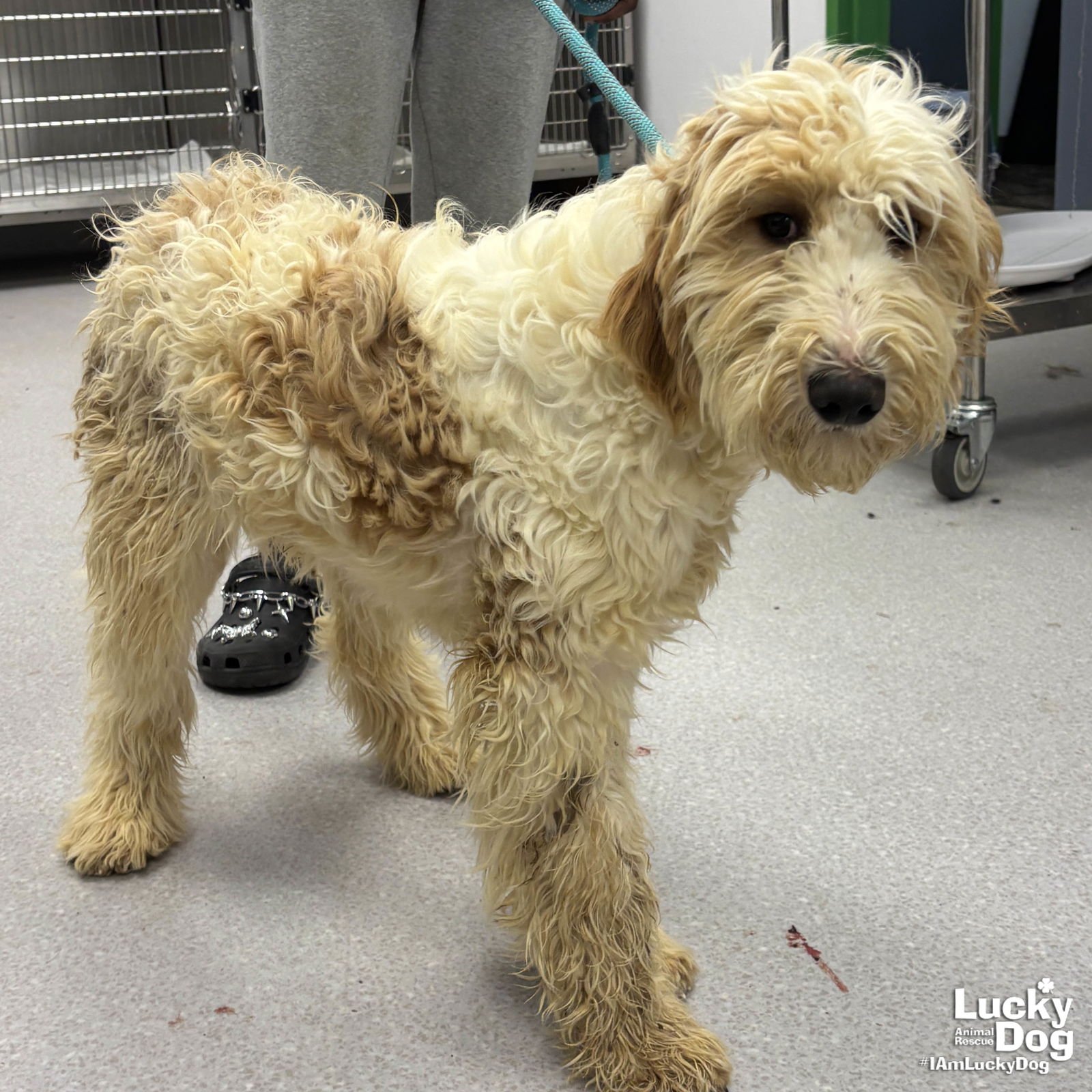 CLOUD - Golden Retriever / Poodle (unknown type) available for adoption