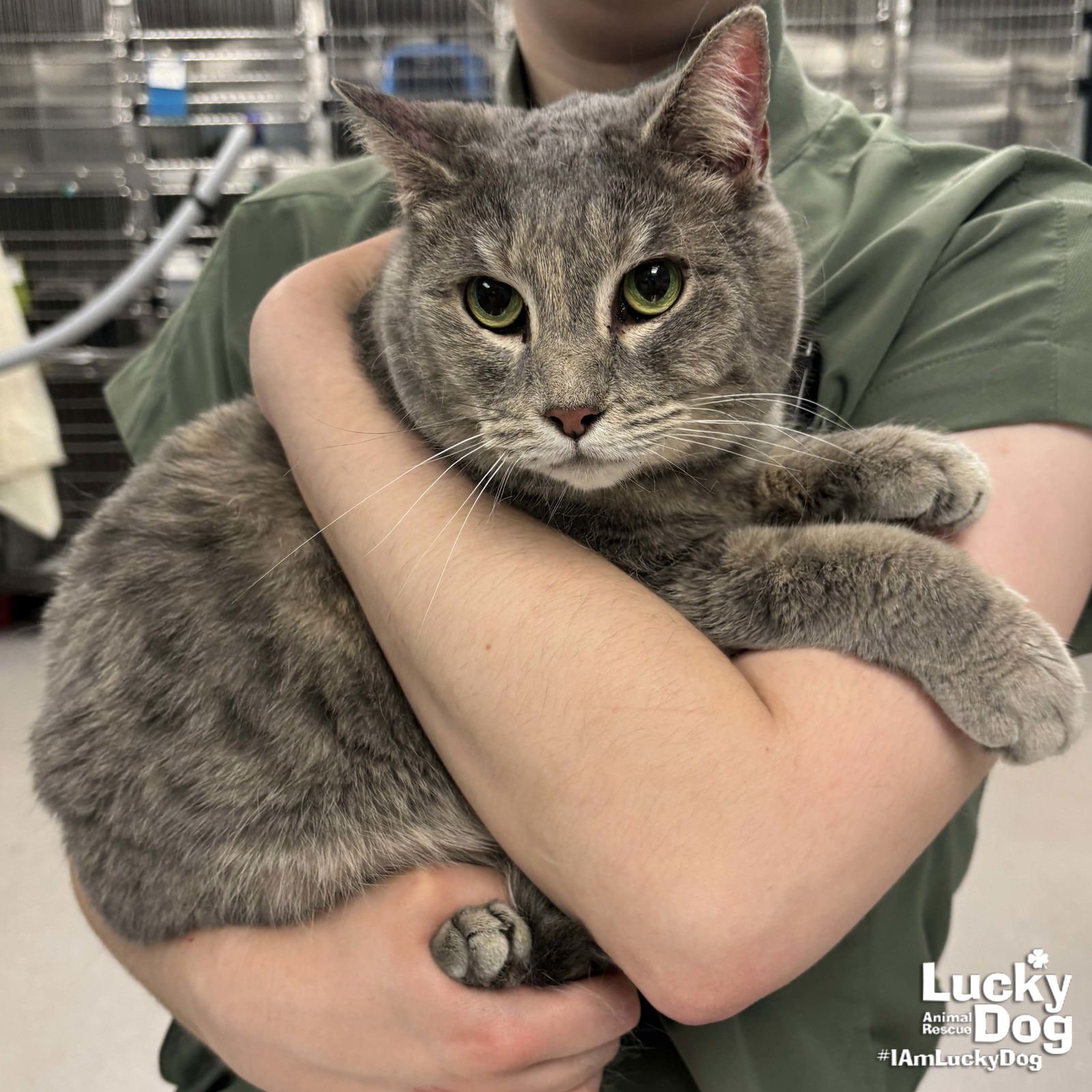 SILVERBELL - Domestic Short Hair available for adoption