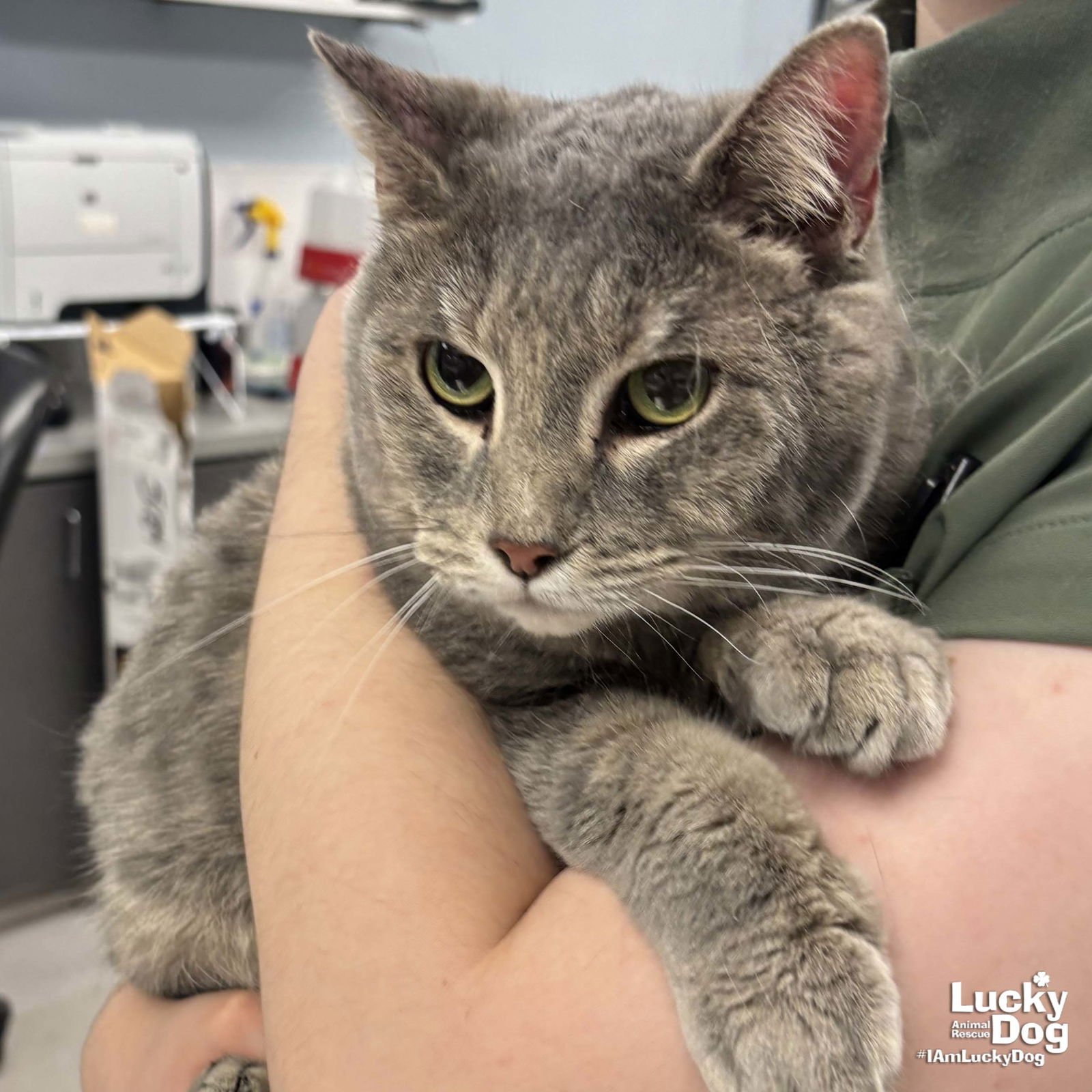 SILVERBELL - Domestic Short Hair available for adoption