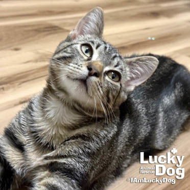 ISAIAH - Domestic Short Hair available for adoption