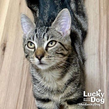 ISAIAH - Domestic Short Hair available for adoption