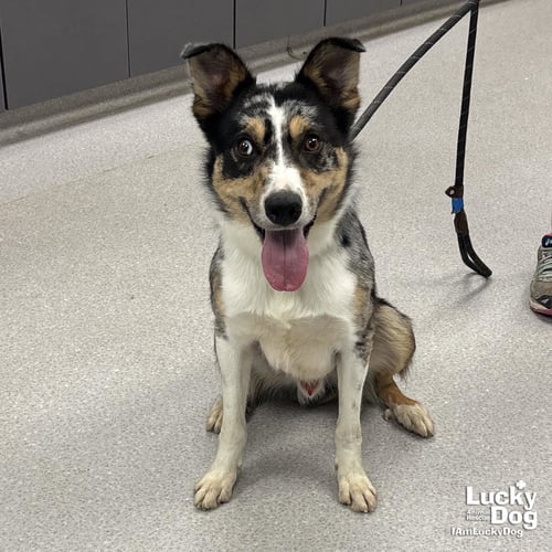 LOPEZ - Australian Shepherd available for adoption