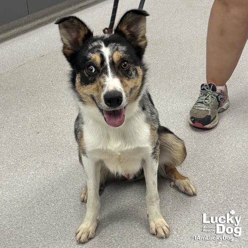 LOPEZ - Australian Shepherd available for adoption