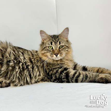 OMAR - Domestic Long Hair available for adoption