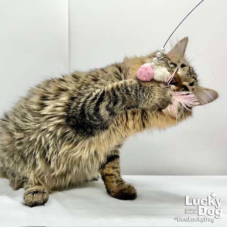 OMAR - Domestic Long Hair available for adoption