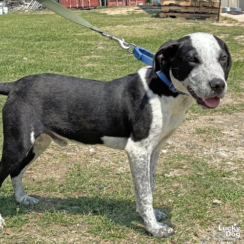BLIZZARD - Feist / Queensland Heeler available for adoption