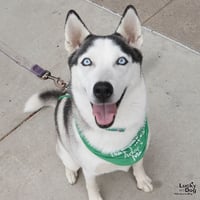 Luna - Photo 1