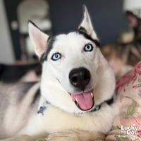 Luna - Photo 3