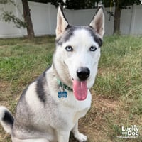Luna - Photo 4