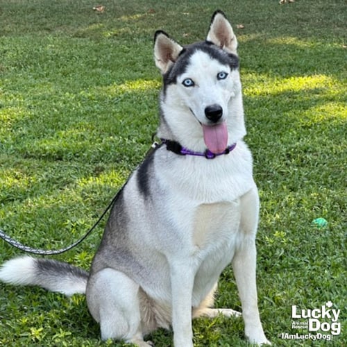 LUNA - Husky available for adoption