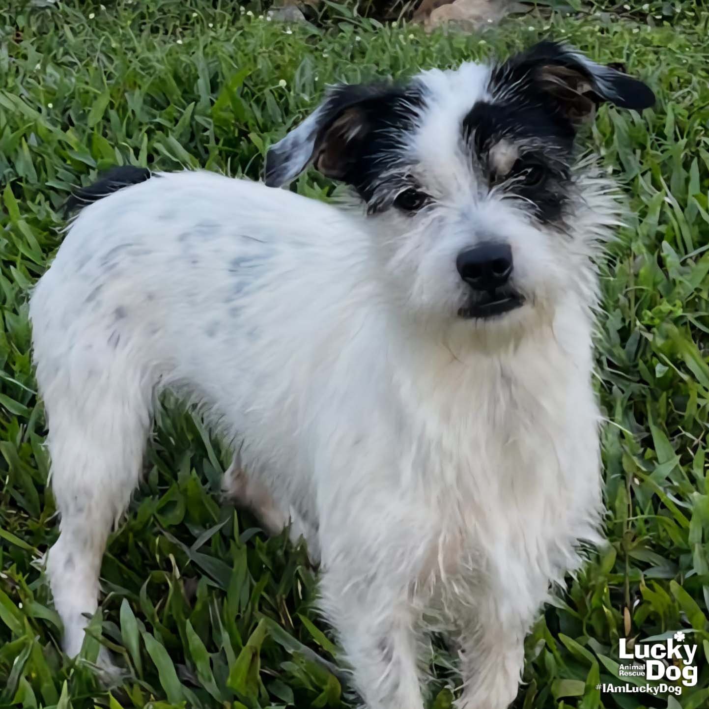 SASCHA - Jack Russell Terrier available for adoption