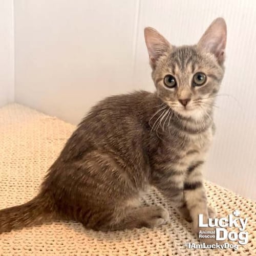 FLORA - Domestic Short Hair available for adoption