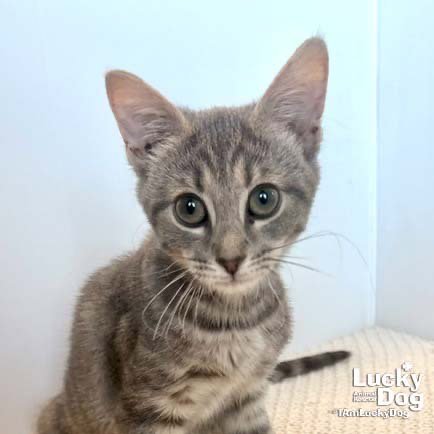 FLORA - Domestic Short Hair available for adoption