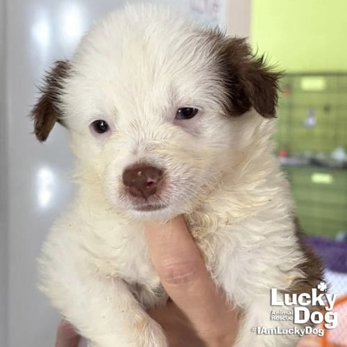 AXEL - Border Collie available for adoption