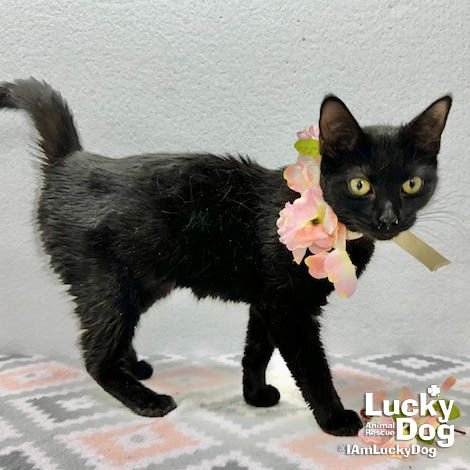 WHITNEY - Domestic Short Hair available for adoption