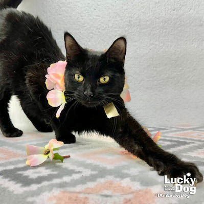 WHITNEY - Domestic Short Hair available for adoption