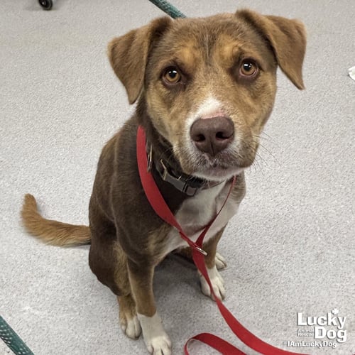 JEMIMA - Shepherd available for adoption